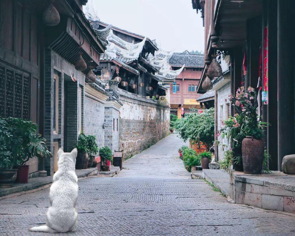蛇吃金钥匙